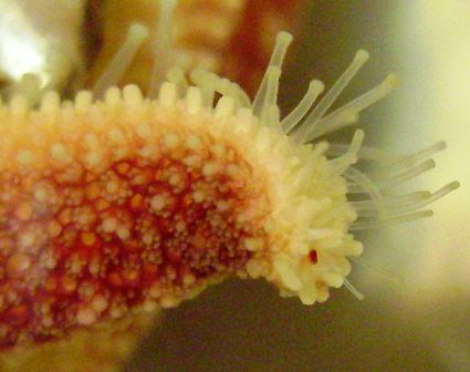 Arm tip of the Leptasterias polaris starfish, showing tube feet and eyespot